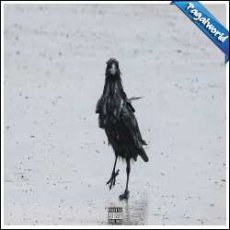 Dependent Kauve Mp3 Dependent Kauve Mp3